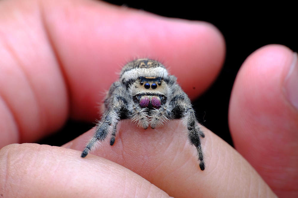 Insect Bite Treatment Redefined: Wolf Spider's Impactful Solutions Take Atlanta by Storm